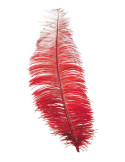 Pluma de Avestruz de 30 Centímetros de color Rojo
